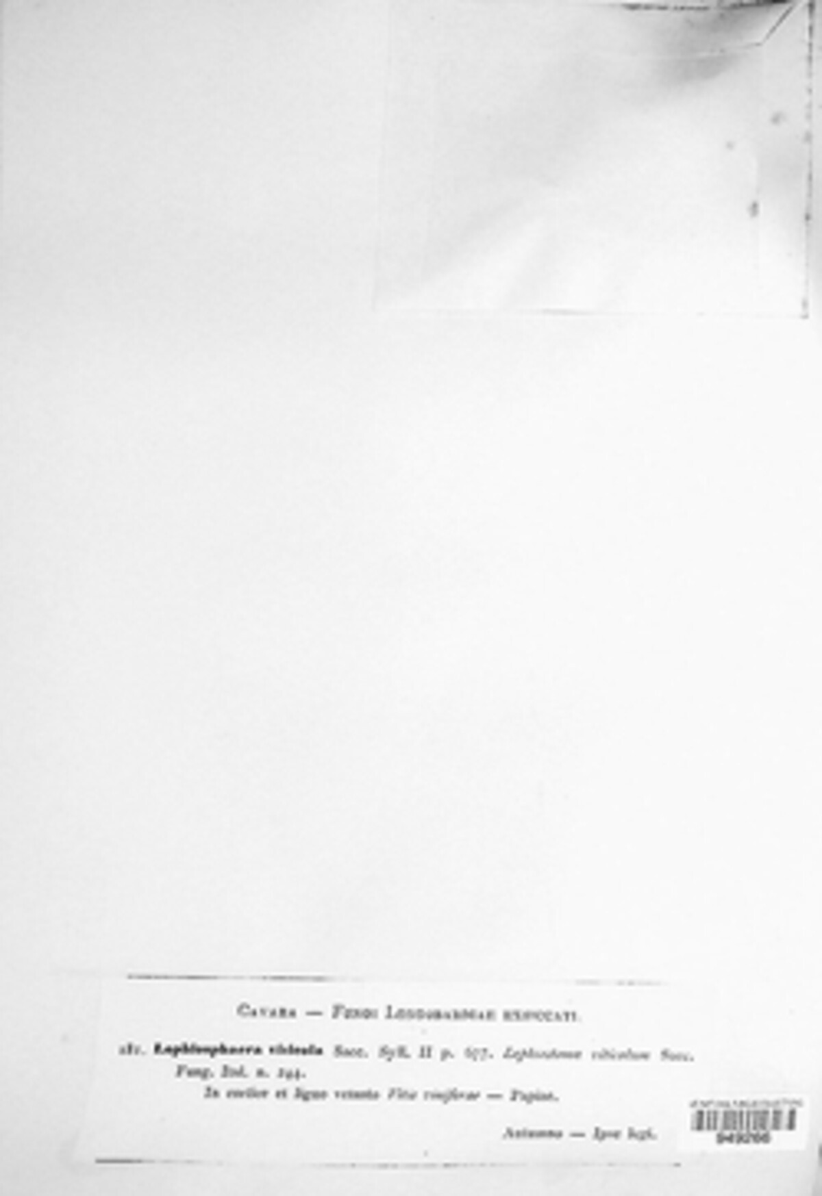 Lophiostoma subcorticale image